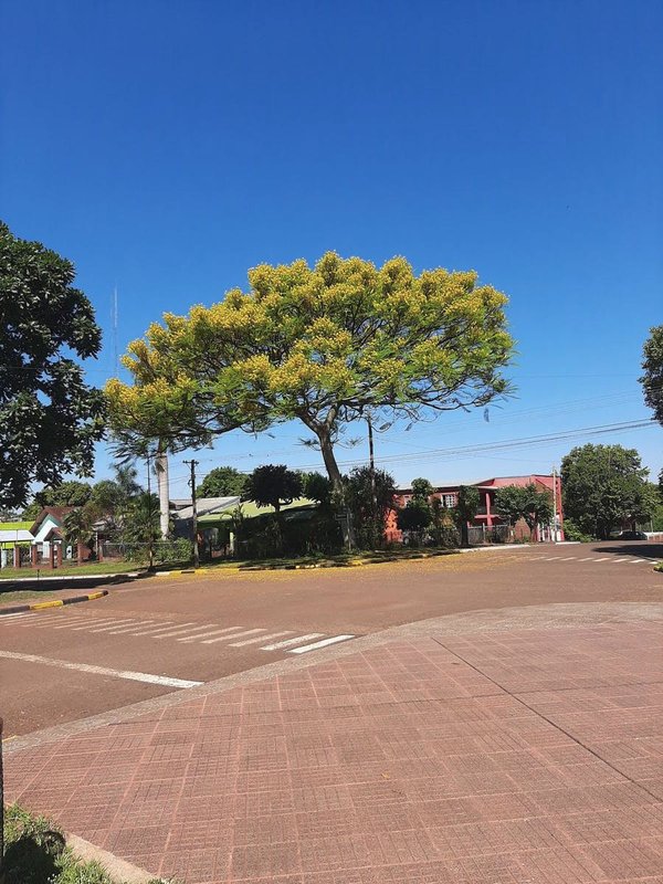 UN LINDO ÁRBOL